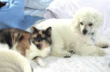 A blind cat is snuggling up to a blind & deaf white dog.
